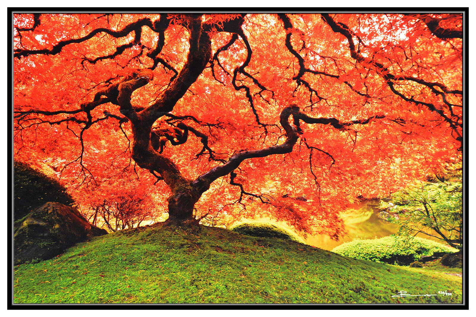 Lik Peter Lik | Tree of Life (1m) (21st Century ) | Artsy