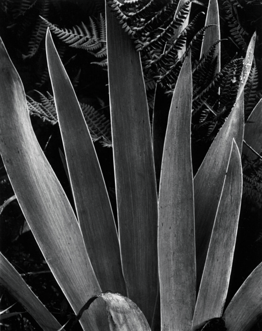 Paul Strand Artworks For Sale More Artsy paul-strand-artworks-for-sale-more-artsy