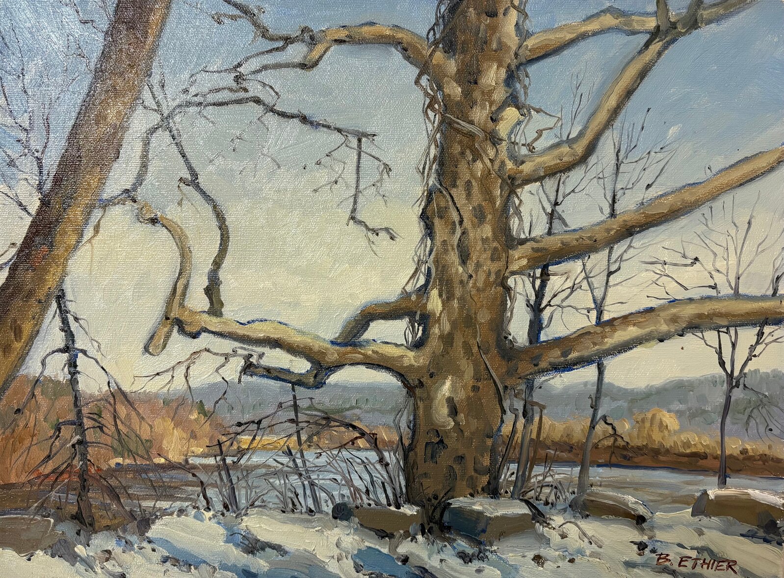 Buttonball Tree Philadelphia Bernard Ethier | Buttonball Tree (1997) | For Sale | Artsy