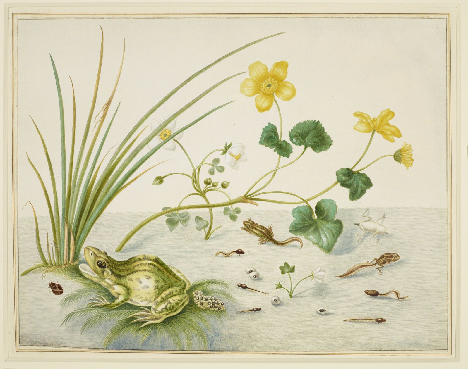 Maria Rude Frog Maria Sibylla Merian | Marsh Marigold with the life stages of a frog ...
