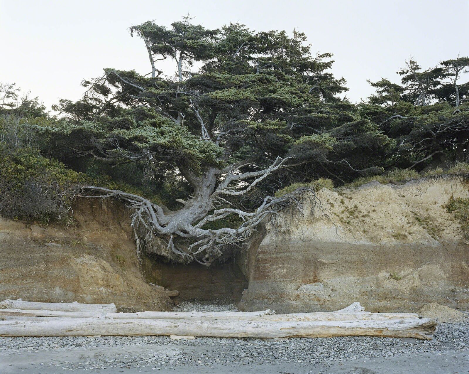 Mitch Epstein | “Tree of Life” Tree Root Cave, Kalaloch, Olympic ...