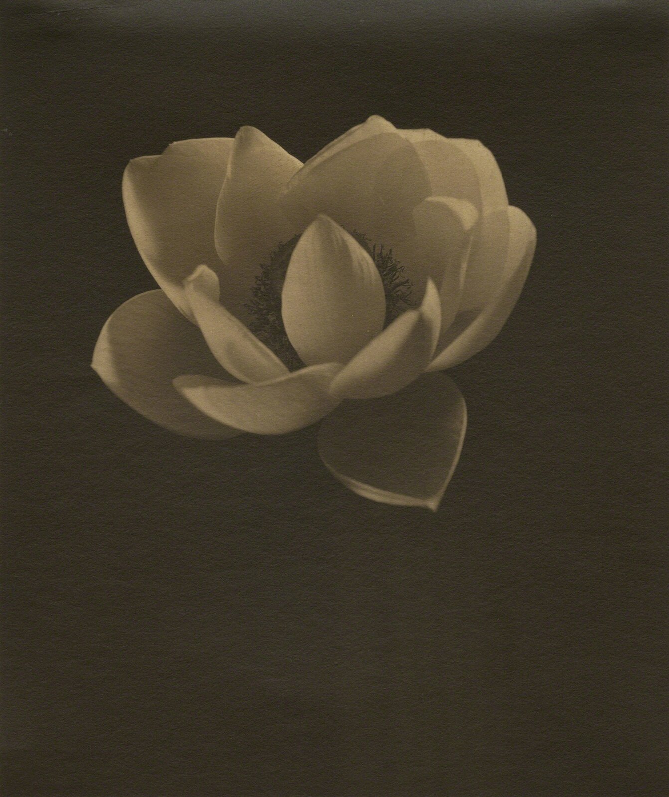 Edward Steichen | Lotus (ca. 1915) | Artsy