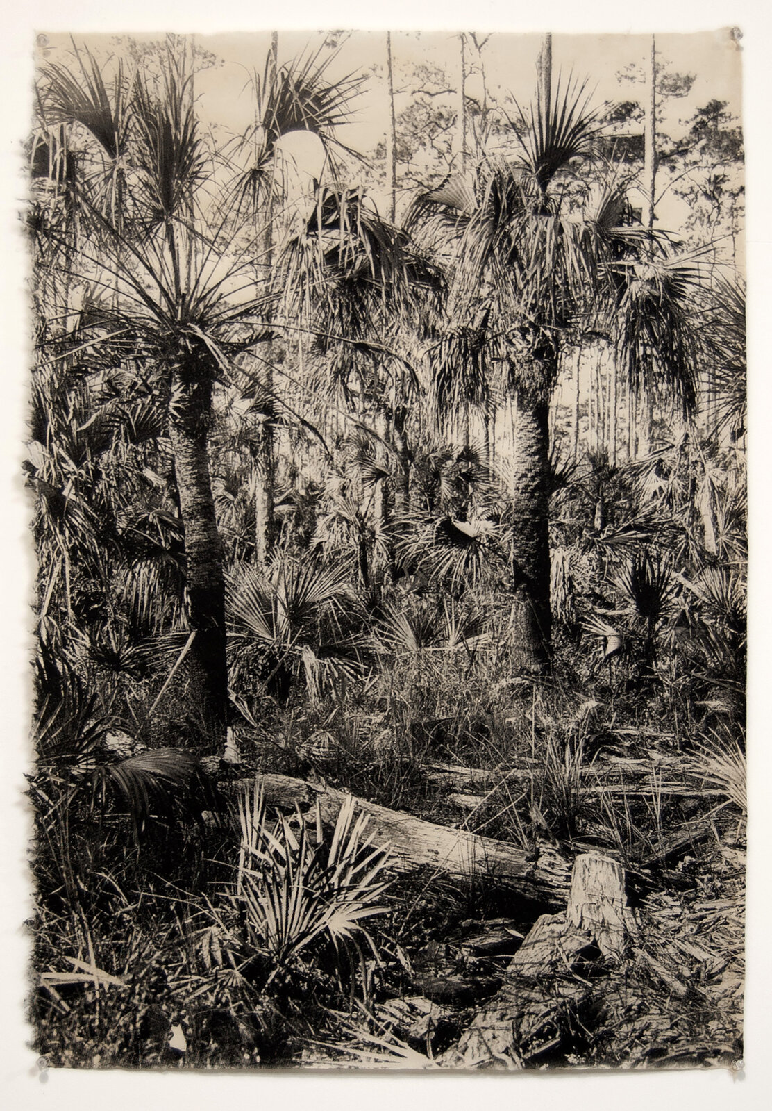 Donna Ruff | Jksmall Sabal Palm Cluster (2021) | Artsy