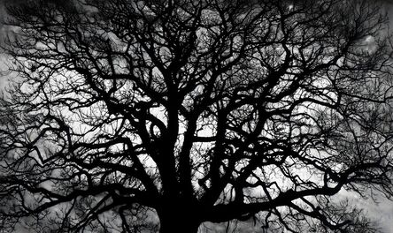 Robert Longo, ‘Untitled (Tree)’, 2018