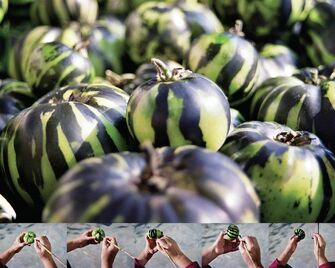 Yelena and Viktor Vorobyev, ‘I Prefer Watermelons’, 2002