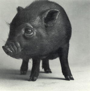 Michael O'Neill, ‘Pot-Bellied Pig, "Sleeping Beauty"’, 1991