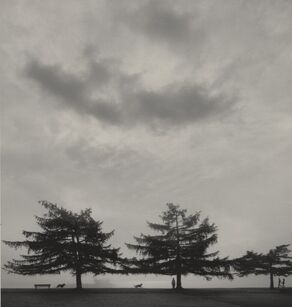 Pentti Sammallahti, ‘Helsinki, Finland (Three and a half trees)’, 2005