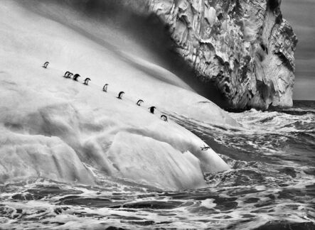 Sebastião Salgado, ‘Chinstrap Penguins on an Iceberg between Zavodovski and Visokoi Islands, South Sandwich Islands’, 2009