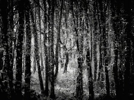Jon Wyatt, ‘Fonceverane Forest, Reserve Naturelle del'Astrobleme de Rochechouart-Chassenon, France (From the series The Sixth Extinction)’, 2013