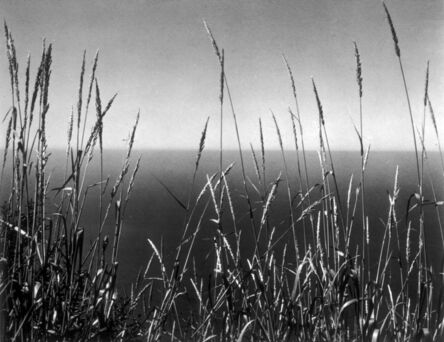 Edward Weston, ‘Grass Against Sea’, 1937