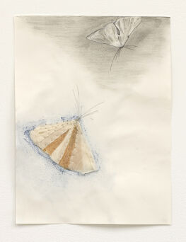 Martha Tuttle, ‘Moth Drawing 2’, 2020