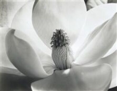 Imogen Cunningham, ‘Magnolia Blossom’, 1929