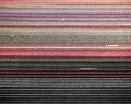 David Burdeny, ‘(Veld 5) Tulips 01, Noordoostpolder, Netherlands’, 2016
