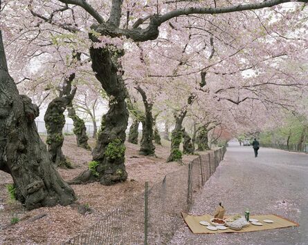 Satomi Shirai, ‘Sakura in Central Park’, 2007