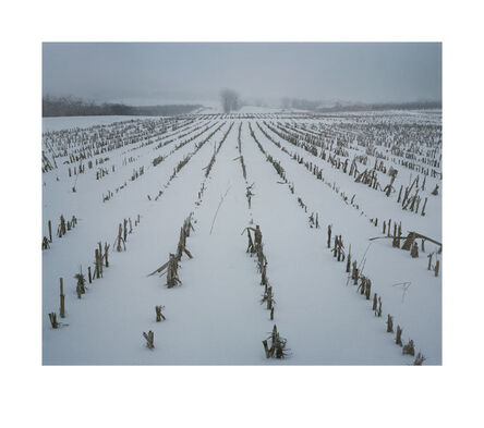 Wim Wenders, ‘The Stubble Field, Québec, 2012’, Modern print