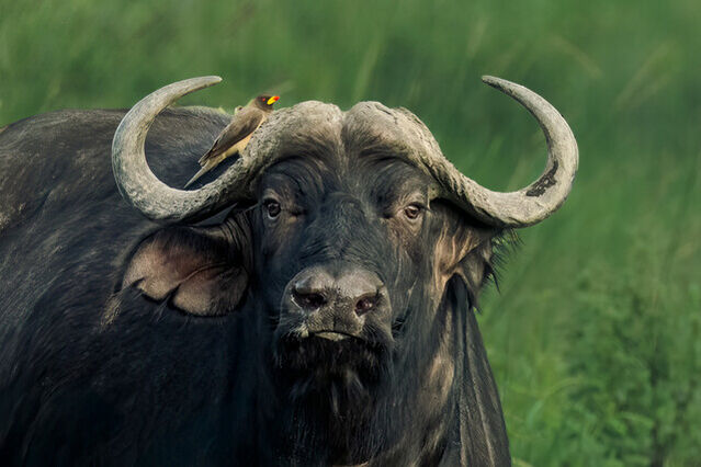 Ricky Workman Ricky Workman | Cape Buffalo With a Passenger (2025) | Available for ...