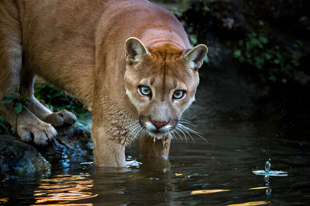Paulo Behar Water Puma (2018) Available for Sale Artsy