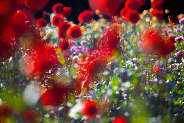 Mika Ninagawa Flowers Shimmering Light 2021 Artsy mika-ninagawa-flowers-shimmering-light-2021-artsy