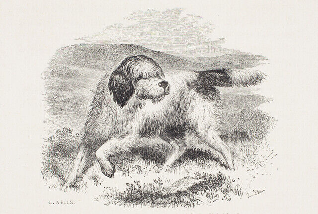 L. Wells | A Russian Setter Slightly Crossed with English Blood (1887 ...