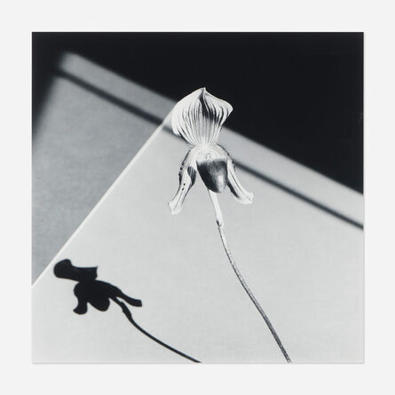 Robert Mapplethorpe, ‘Orchid’, 1986