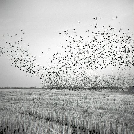 Brandon Thibodeaux, ‘Birds in Field, Mound Bayou, Mississippi’, 2012
