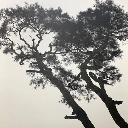 Jongkyu Kim, ‘Pine Tree’, 2023