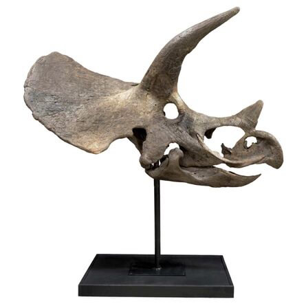 Natural History, ‘Bisected Triceratops Skull’, Late Cretaceous (68-66 million years ago)