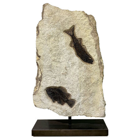 Natural History, ‘Rotating Fossilised Fish Plate’, 50 million years old