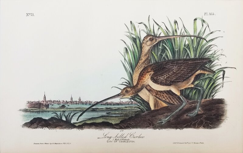 John James Audubon, Long-billed Curlew (City of Charleston) (1840-1844), Available for Sale