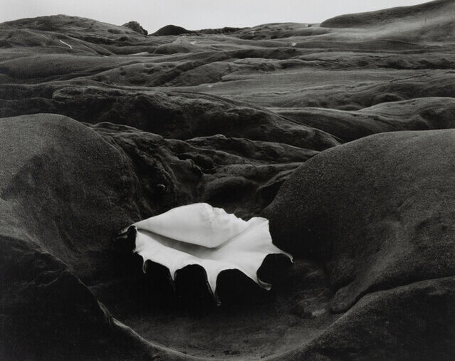 Edward Weston | Shell and Rock Arrangement (1931) | Available for Sale ...