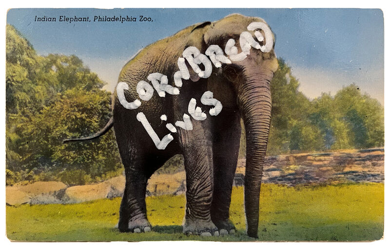 Cornbread | Large of All Terrestrial Animals, Also One of the Most  Intelligent Postcard (2021) | Artsy