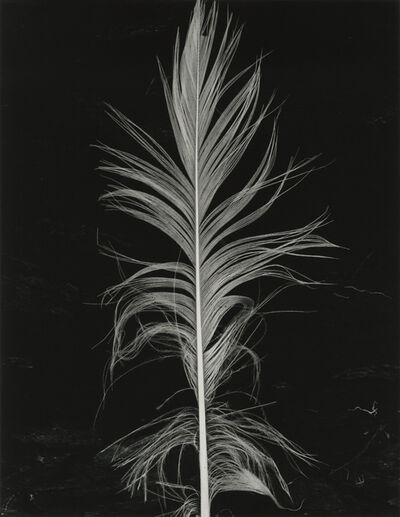Brett Weston - 231 Artworks, Bio & Shows on Artsy
