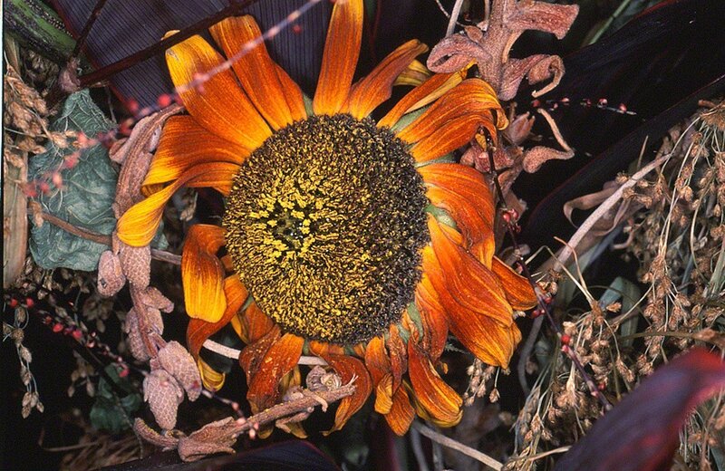 Nobuyoshi Araki | Flower Rondeau (1997-2019) | Available for Sale | Artsy