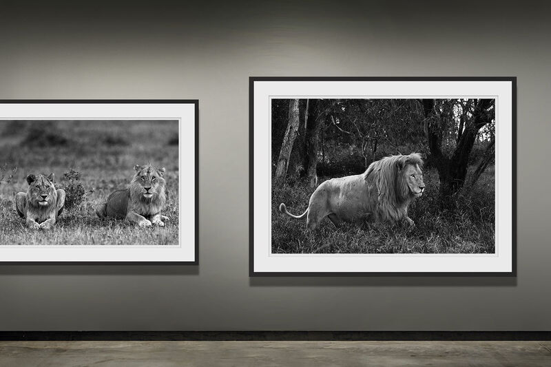 lions black and white photography