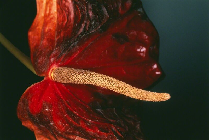 Nobuyoshi Araki | Flower Rondeau (1997-2019) | Artsy