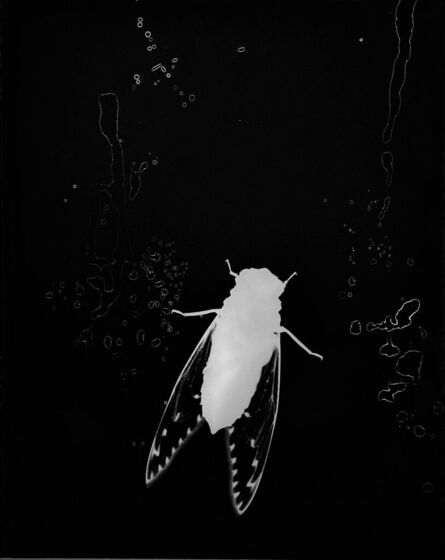 Zana Briski, ‘Cicada, Borneo’, 2019