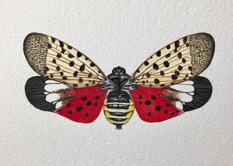 Carrie Garrott, Spotted Lanternfly (2019), Available for Sale