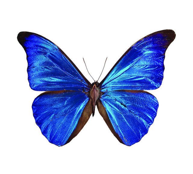 Erika Harrsch | Morpho Rethenor FROM THE IMAGOS SERIES (2015) | Artsy