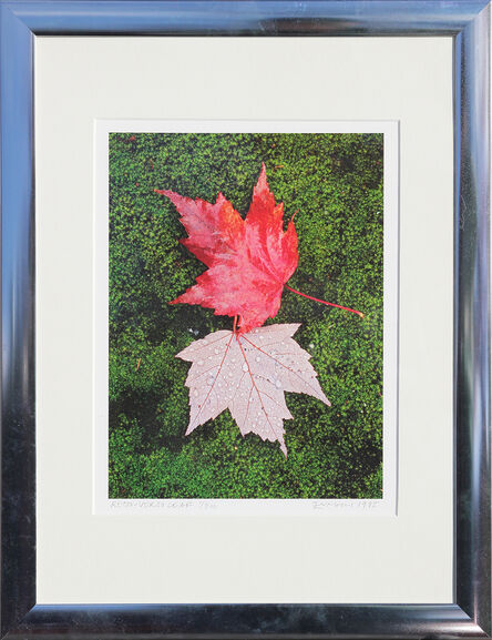 Pressed Maple Leaf Artwork Vintage Canadian Artwork 