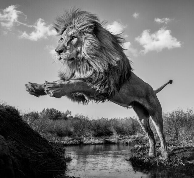 David Yarrow O Captain My Captain South Africa By David Yarrow david-yarrow-o-captain-my-captain-south-africa-by-david-yarrow