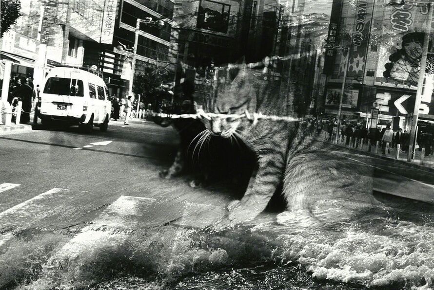 Kosuke Artworks for Sale & More Artsy