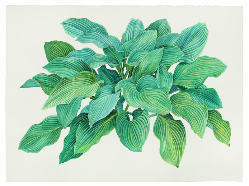 Jessica Rohrer Blue Hosta (2023) by Jessica Rohrer | Artsy
