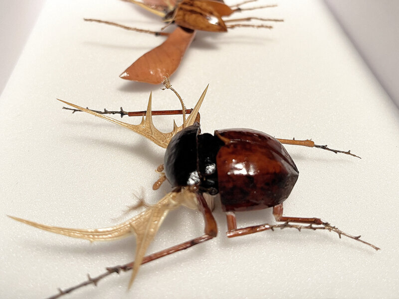 Gabriel Ruta | Les Inséparables / The Inseparable (2023) | Available ...