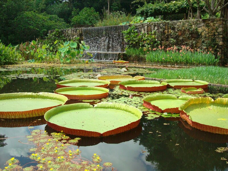 Marx Victoria Roberto Burle Marx | Victoria Amazonica Water Lilies, Garden of the ...