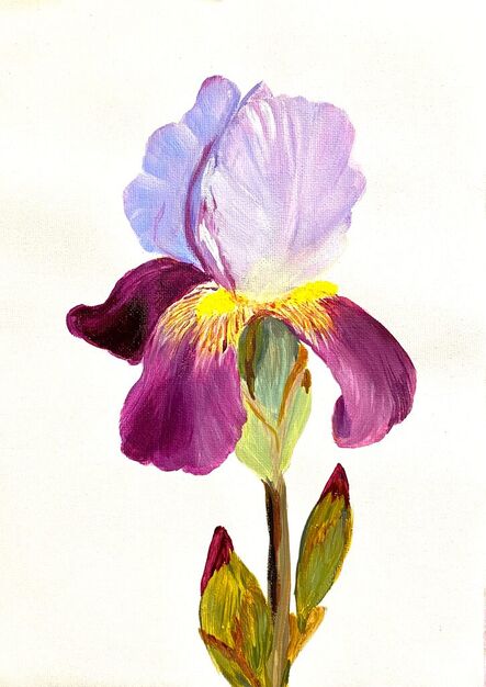 Nataliia Krykun, ‘Iris flower on a white background, Ritter-Schwertlilie, botanical’, 2023