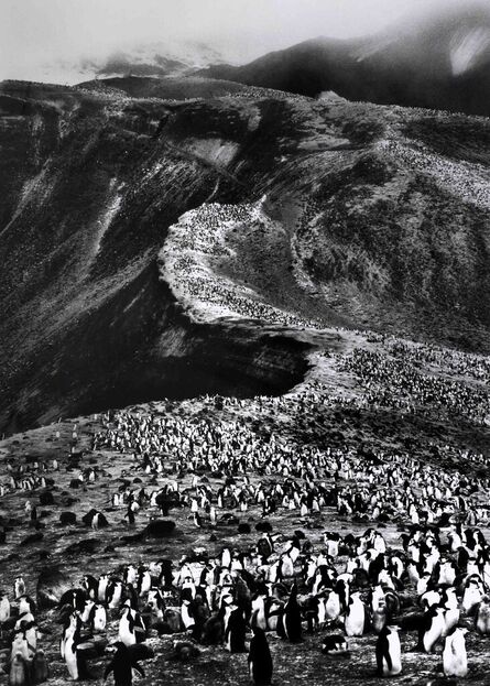Sebastião Salgado, ‘Chinstrap Penguins, Deception Island, Antarctica’, 2005