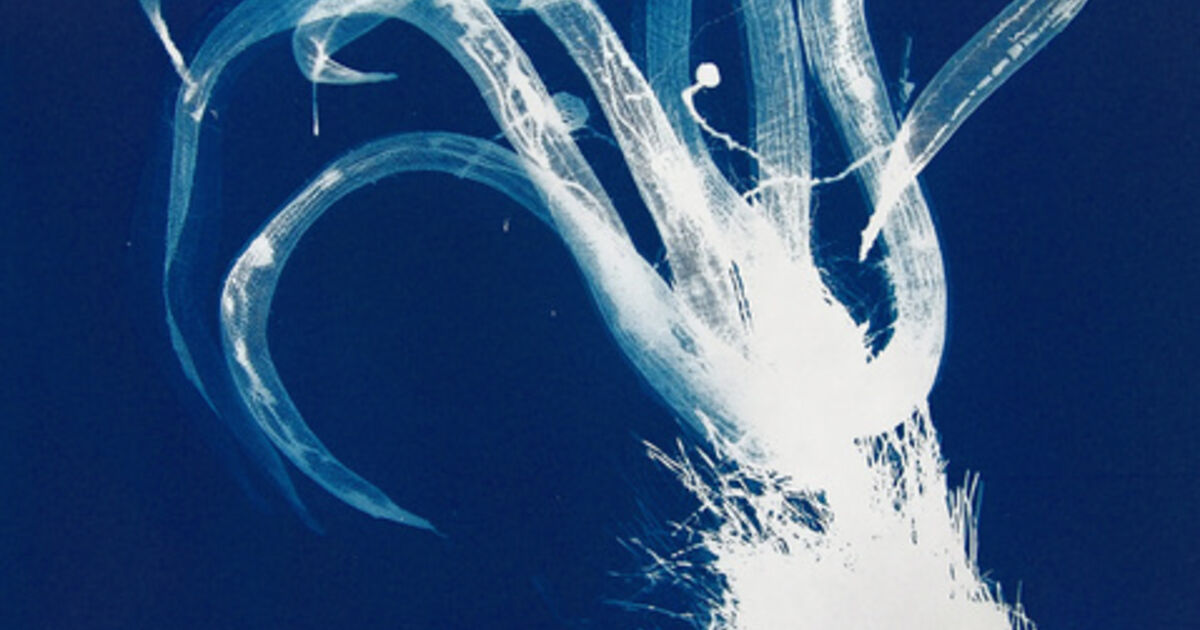 Nancy WilsonPajic Artworks for Sale & More Artsy