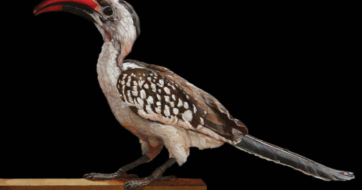 Patricia Traub: Zoology | Artsy