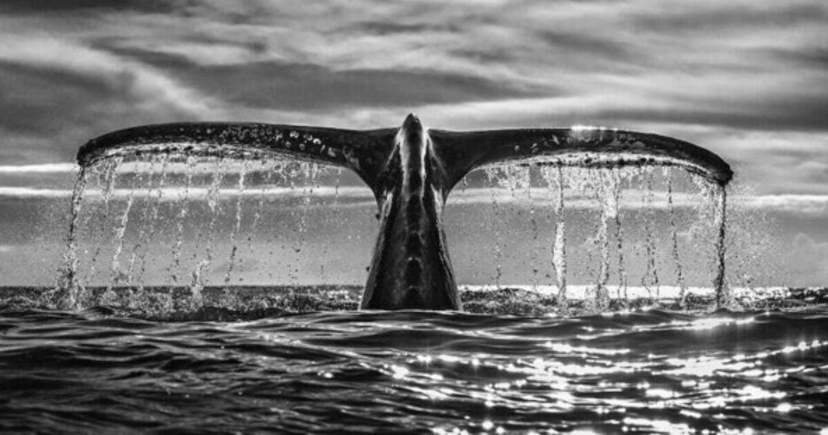 Chris Fallows - Art & Prints for Sale | Artsy