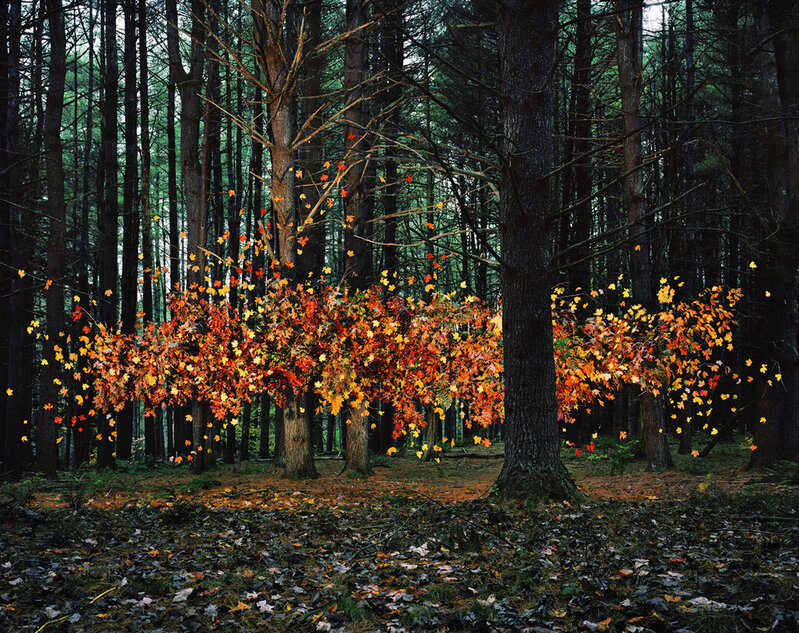 Thomas Jackson | Leaves no. 1 (2011) | Available for Sale | Artsy